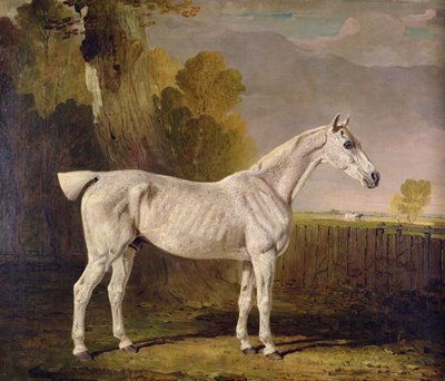 Bony Grey Nag - Benjamin Marshall